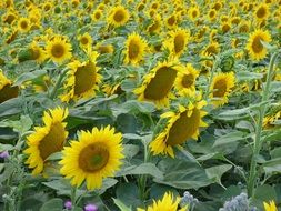 endless sea of sunflowers