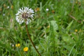 wet dandelion