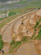 people on the terraces of a rice field in vietnam