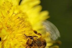 extraordinary Dandelion with Bee