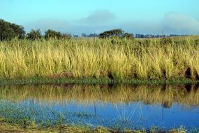 Grass on a river bank on a sunny day