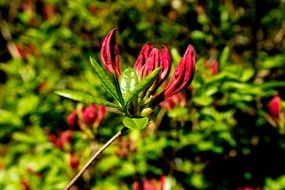 buds of red azalea on a bush close-up