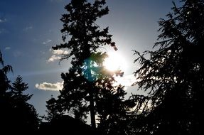 tall tree in the forest against the sun