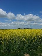 Field of rapseeds in the summer