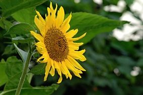 big and yellow sunflower in a garden