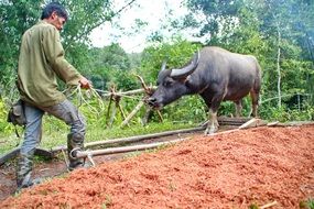 traditional farming in sarawak