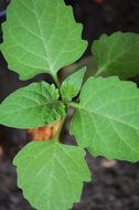 young plant with green leaves close up