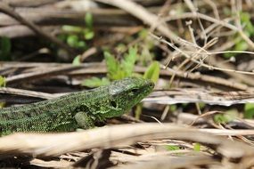 green Lizard close-up on blurred background