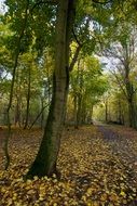tree in the autumn forest