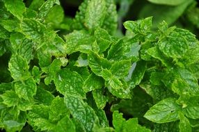 green bush rose leaves