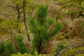 Landscape with mountain pine