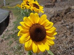 Brown eyed Sunflower