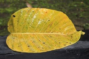 Yellow Leaf in the sun on a blurred background