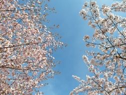 pink flowers on a tree in a garden in spring time