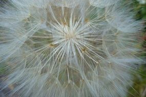 white dandelion seeds close-up