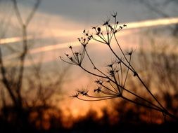 silhouettes of diverse plants on a background of orange sunset