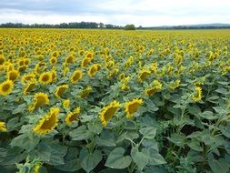 huge field of blooming sunflowers