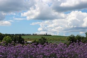 Landscape of astounding Japanese fields