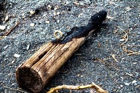 burnt Driftwood on ground
