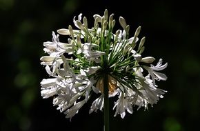 bloom botanical flower