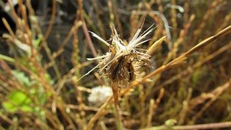 flora of national park in cape greco
