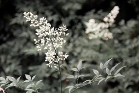 Black and white photo of flowers in the forest