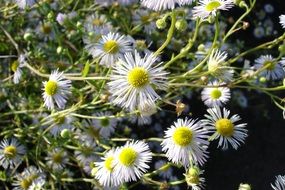 bush of wild daisies close-up