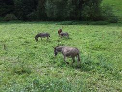 three donkeys in a green meadow