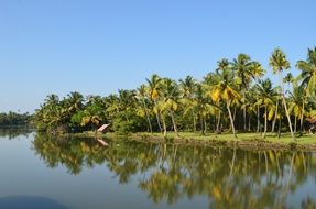 Backwater Coconut Trees