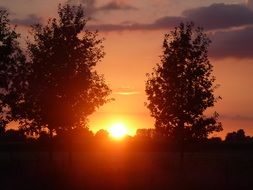 bright setting sun between trees in gelderland province, Netherlands