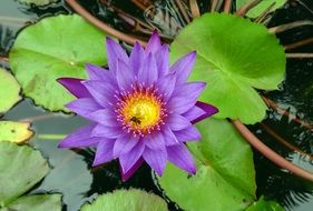 nymphaea edgeworthii lily