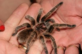 tarantula in a man’s hand