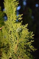 thuja or cypress