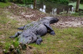 relaxed alligator in Alabama