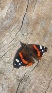 peacock butterfly on tree bark