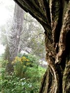 large spider web near a tree