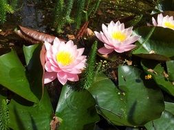 water lilies as decorations of a pond