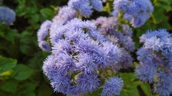purple flower with delicate petals in the garden