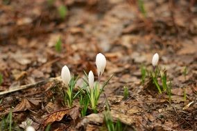 crocuses in buds among dry foliage