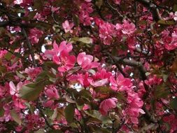 Flowers Pink Petal Spring
