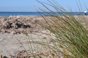 Beach on the coast