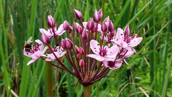 lilac flowers among tall green grass
