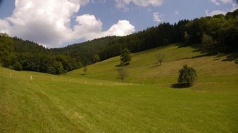 delightful Black Forest and Meadow