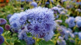 blue fluffy flowers close-up