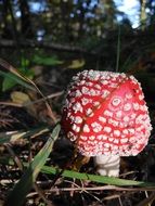 fly agaric or amanita