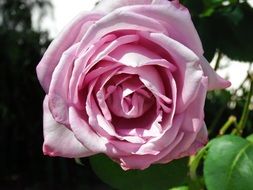 Pink fluffy rose, top view
