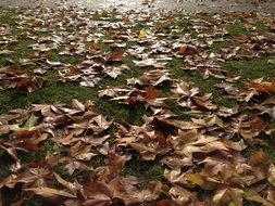 incredibly pretty Leaves