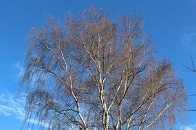 Tree Sky Blue Nature Kahl