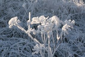 frosted dry plant close up