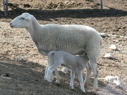 lamb drinking milk in sheep
